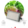 Фитопрожектор для растений светодиодный ЭРА FITO-80W-RB-LED-Y красно-синего спектра Б0053082 